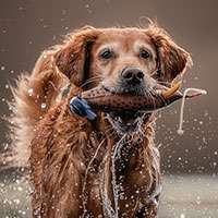 Pure Golden